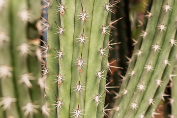 Cactus of spike with texture.