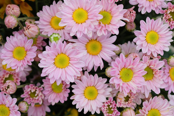 Colorful flowers chrysanthemum made with gradient for background,Abstract,texture,Soft and Blurred style.postcard.