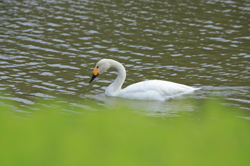 ハクチョウ　SWAN