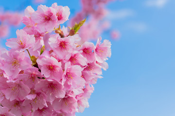 Fototapeta premium 河津桜 春イメージ