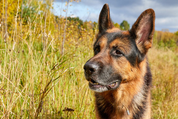 Dog German Shepherd outdoors in an autumn day