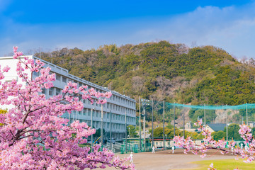 学校の校舎と桜　入学　卒業　春イメージ　河津桜