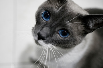 Siamese cat kitten and pet kitty British Shorthair