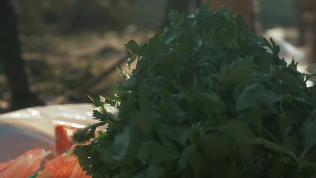 Parsley close up outdoors blowing in the wind sunshine