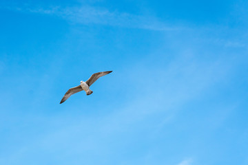 Fototapeta na wymiar The flying seagull
