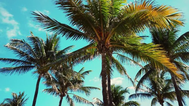 A smooth panning shot of a few palm trees tops and teal clear sky in the background with just a few white clouds on it.