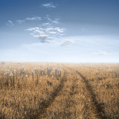 road in the fields