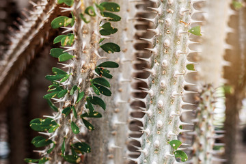 Cactus with a sharp of spike.