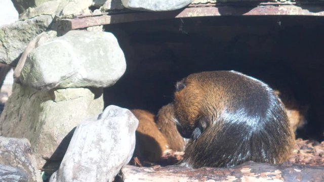 Close up of a Coypu grooming itself in its nest. Flat plane