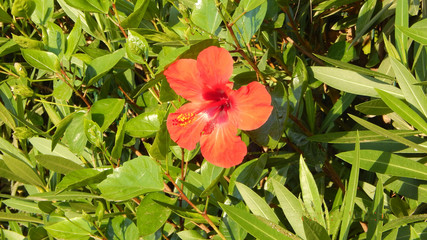 red flower in garden