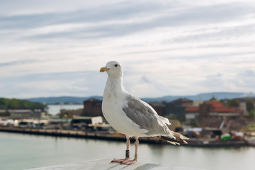 seagull on the background of the sea and the city
