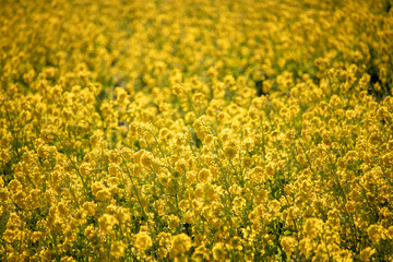 Field of rape blossoms, road of rape field 2019, Kamogawa-city, Chiba, Japan