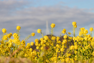 Field of rape blossoms, road of rape field 2019, Kamogawa-city, Chiba, Japan