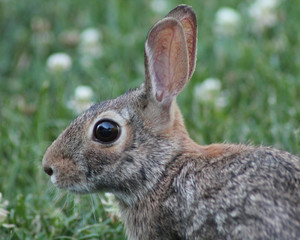 photo of a bunny rabbit sitting in the grass with clover and copy space