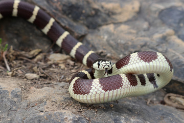 Banded California Kingsnake (Lampropeltis californiae)