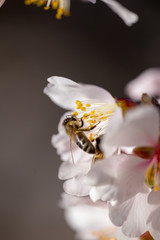 bee on almond 's flowers macro  spring season background