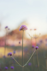 Flower with beautiful at sky.