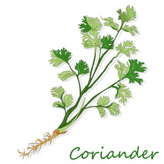 Fresh coriander or cilantro herb. Vector illustration isolated.