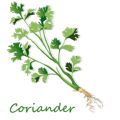 Fresh coriander or cilantro herb. Vector illustration isolated.