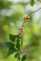 Tree branch on the background of foliage.