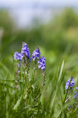 Blue flowers in the meadow.