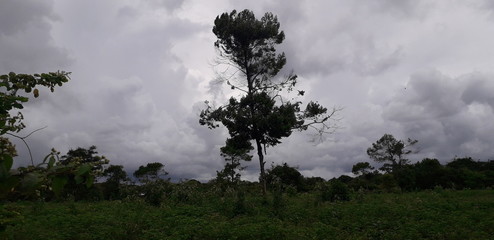 Florest on Aldeias City, interior of pernambuco, Brazil.