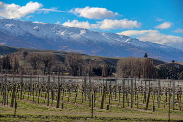 Fototapeta na wymiar vineyard landscape in the mountains