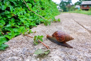 Snails  crawling on the floor (Helix pomatia, Burgundy snail), Ecological Concept, Space for text in template, Selective focus
