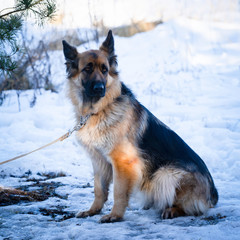 German shepherds during demonstration at an exhibition of dogs