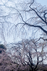 春のしだれ桜