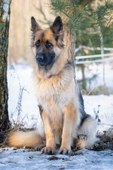 German shepherds during demonstration at an exhibition of dogs