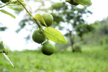 Lemon on tree in field.
