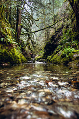 A mountain stream in the forest