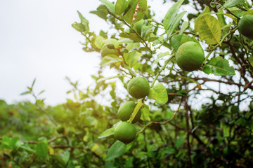 Lemon on tree with sky.