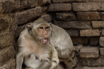 Naklejka premium Monkey of face at wall.