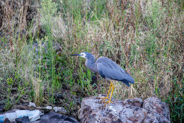 Grey Heron on a rock 1