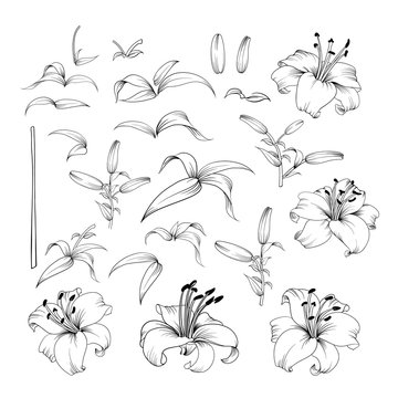 Collection of lily flowers. Awesome set for designers. Waterlily blossom bundle. Black flowers of lilies isolated over white. Flowers contours collection. Vector illustration.
