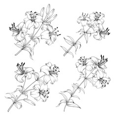 Collection of lily flowers elements. Awesome set for designers. Blossom jungle flower bundle. Black flowers of lilies isolated over white. Flowers contours collection. Vector illustration.