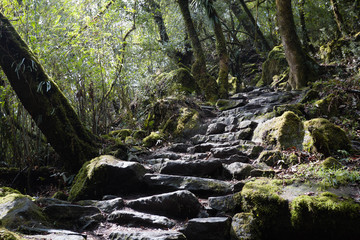 Rainforest in Himalaya mountains, Nepal. Stormy green vegetation with mosses and vines