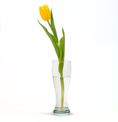 Beautiful yellow tulips isolated on white background