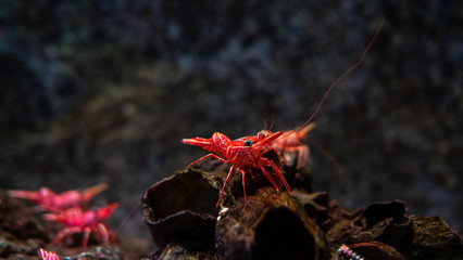 Hinge- beak shrimp in water tank, It is beautiful small shrimp in fish tank.