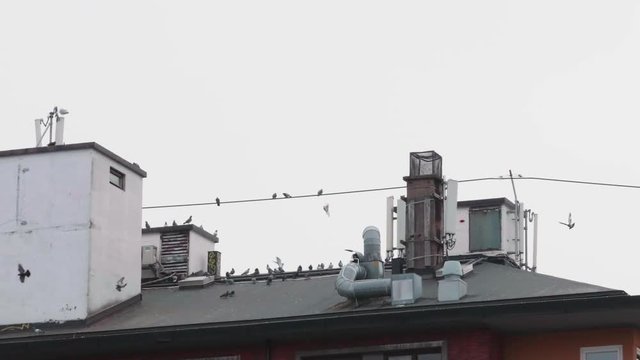 Birds on city rooftop.