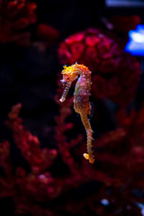 Sea horse in aquarium. These seahorses live in the warm seas around Indonesia, Philippines and Malaysia.