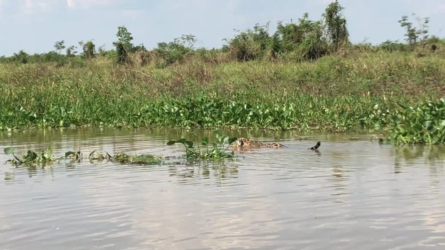 Jaguar swimming and slowly crossing a river in Pantanal, Brazil