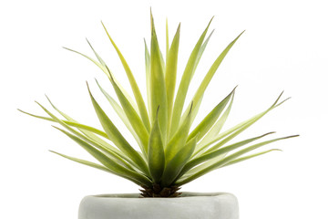 green succulent pot plant isolated on white background