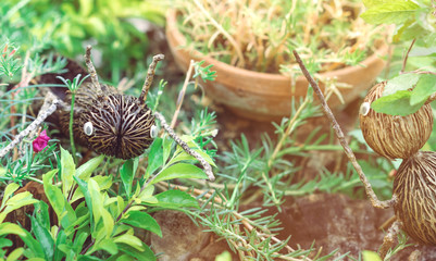 An artificial ant statue made from coconut, decorated on trees in the garden.