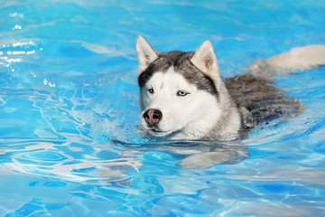 A mature Siberian husky male dog is swimming in a pool. He has grey and white fur and blue eyes. The water has an azure and blue color, with waves and splashes. It's a sunny summer day.