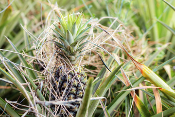 Obraz premium Pineapple and dries grass in farm.