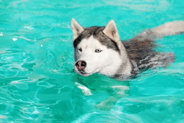 A mature Siberian husky male dog is swimming in a pool. He has grey and white fur and blue eyes. The water has an green color, with waves and splashes. It's a sunny summer day.