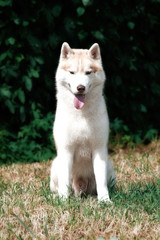 A young Siberian husky male dog is sitting on dried grass. He has pale and white fur and brown eyes. There is a green ivy on the background. Grass has a yellow and brown color.